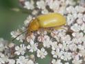 Cteniopus sulphureus (Sulphur Beetle).jpg